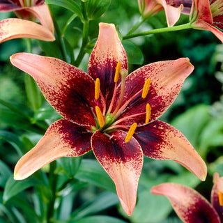 Asiatische Lilie - Whistler - Lilium - Ideal für Sträuße und Arrangements
