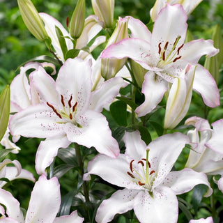 Orientalische Lilie - Brasilia - Lilium - Blüten ziehen Blicke und Aufmerksamkeit auf sich