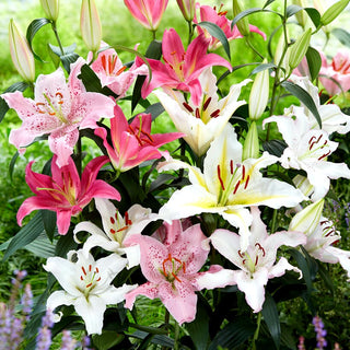 Orientalische Lilie - Mischung - Lilium - Eleganz und Duft in Ihrem Garten