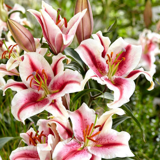 Orientalische Lilie - Hachi - Lilium - Intensiv Duftende Sommerblüten