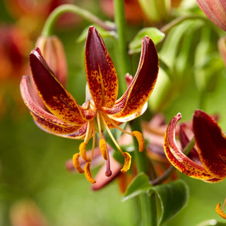 Türkenbundlilie - Arabian Knight - Lilium - Dunkelrote Blüten von Eleganz