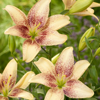 Asiatische Lilie - Easy Spot - Lilium - Wow-Effekt in Beeten und Rabatten