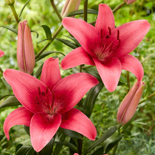 Asiatische Lilie - Pink County - Lilium - Eleganter Schmuck für sommerliche Beete