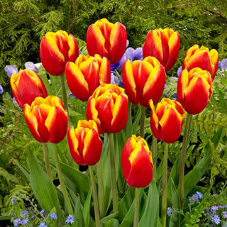 Tulpe - Dow Jones - Tulipa - Schlanke Silhouette und Große Blüten - 5 Blumenzwiebeln