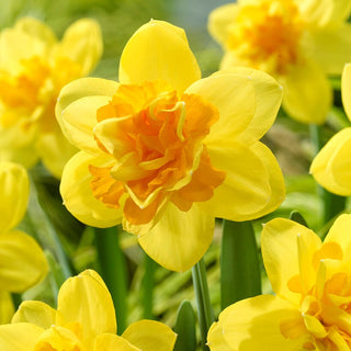 Narzisse - Balnoon - Narcissus - Intensives Gelb der Blüten - 5 Blumenzwiebeln