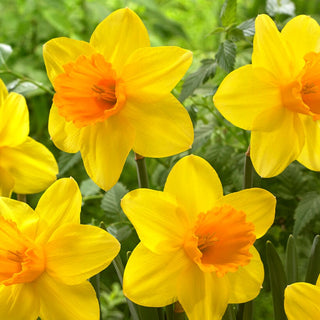Narzisse - Bright Jewel - Narcissus - Auffälliger Akzent in jedem Beet - 5 Blumenzwiebeln