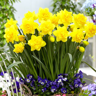 Narzisse - Double Power - Narcissus - Auffällige Horste als Blickfang - 5 Blumenzwiebeln