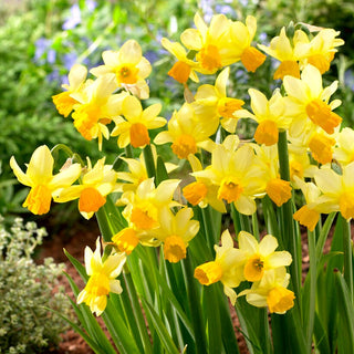 Narzisse - Eaton Song - Narcissus - Zarter Gelber Blütenfarbton - 5 Blumenzwiebeln