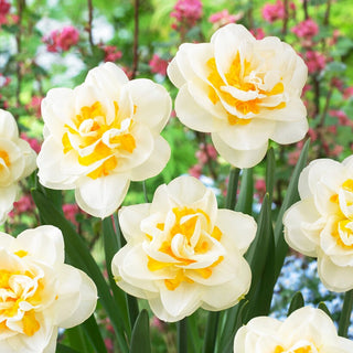 Narzisse - Fragrant Jewel - Narcissus - Zarter Duft frühlingshafter Eleganz - 5 Blumenzwiebeln