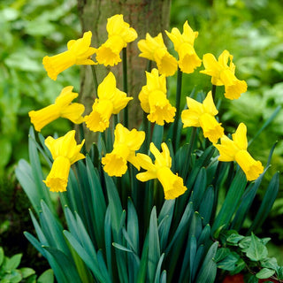 Narzisse - Golden Cycle - Narcissus - Intensiv gelbe Büsche voller Leben - 5 Blumenzwiebeln