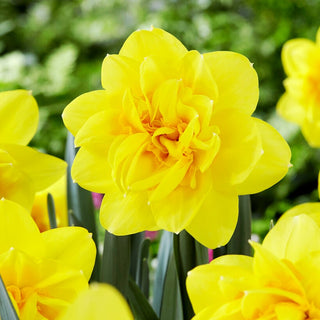 Narzisse - Holland Chase - Narcissus - Perfekt für Frühlingssträuße - 5 Blumenzwiebeln