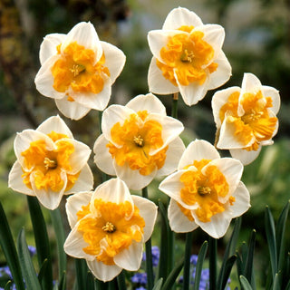 Narzisse - Love Call - Narcissus - Blumen, die alle Blicke auf sich ziehen - 5 Blumenzwiebeln