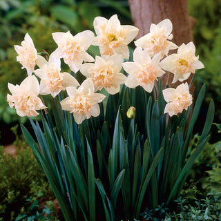 Narzisse - Palmares - Narcissus - Leicht zu kultivieren, frosthart - 5 Blumenzwiebeln