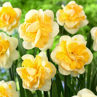 Narzisse - Progress - Narcissus - Cremegelbe Frühlingsexplosion - 3 Blumenzwiebeln