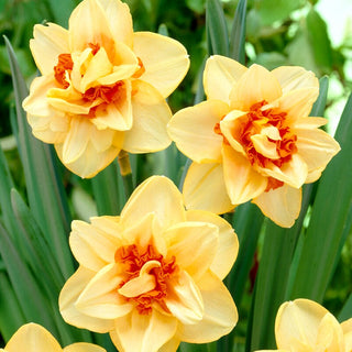 Narzisse - Innovator - Narcissus - Intensive gelb-orangefarbene Blüte - 3 Blumenzwiebeln
