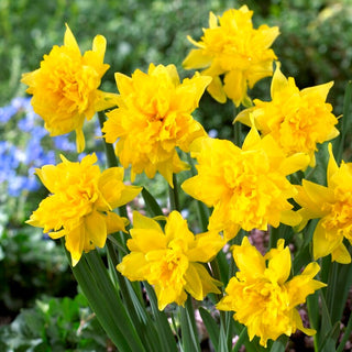 Narzisse - Van Sion - Narcissus - Bildet eindrucksvolle Blütenhorste - 5 Blumenzwiebeln