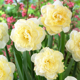 Narzisse - White Surprise - Narcissus - Cremige Explosion frühlingshaften Glanzes - 5 Blumenzwiebeln