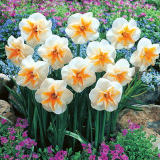 Narzisse - Delta - Narcissus - Weiß-orange gefüllte Blüten - 5 Blumenzwiebeln