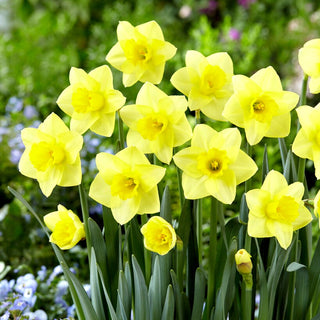 Narzisse - Golden Salome - Narcissus - Edles Gelb in Beeten - 5 Blumenzwiebeln