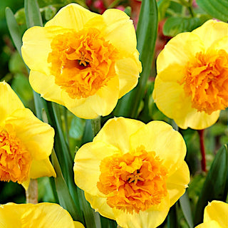 Narzisse - Modern Art - Narcissus - Besonderer Akzent im Rasen - 5 Blumenzwiebeln