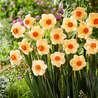 Narzisse - Altruist - Narcissus - Eleganz und Farbe in deinem Garten - 5 Blumenzwiebeln