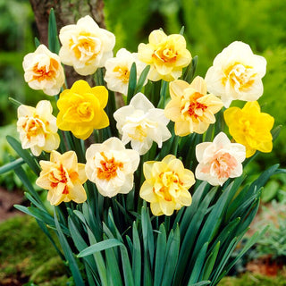 Gefüllte Narzisse - Mix - Narcissus - Gefüllte Blüten in Interessanten Farbtönen - 5 Blumenzwiebeln