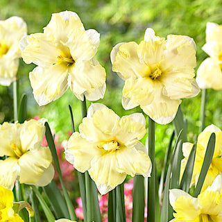 Narzisse - Cassata - Narcissus - Harmonische pastellfarbene Zierde - 5 Blumenzwiebeln