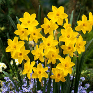 Narzisse - Golden Carpet - Narcissus - Sonniger Teppich aus Frühlingsblüten - 5 Blumenzwiebeln