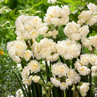 Narzisse - Erlicheer - Narcissus - Zarter angenehmer Blütenduft - 5 Blumenzwiebeln