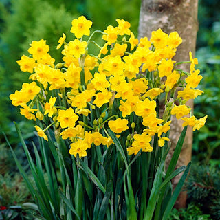 Narzisse - Grand Soleil d'Or - Narcissus - Süßer Duft, der den Garten erfüllt - 5 Blumenzwiebeln
