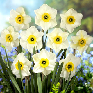 Narzisse - Lancaster - Narcissus - Frische und Leichtigkeit in der Gestaltung - 5 Blumenzwiebeln