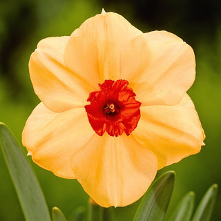 Narzisse - Sabine Hay - Narcissus - Elegante Blüte in jedem Beet - 3 Blumenzwiebeln