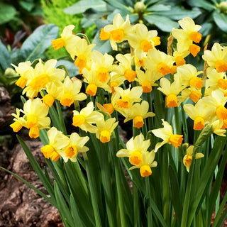 Narzisse - Spring Sunshine - Narcissus - Ausdrucksstarke Blüten bringen Freude - 5 Blumenzwiebeln