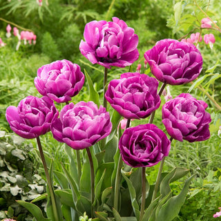 Tulpe - Blue Diamond - Tulipa - Klassiker in moderner Form - 5 Blumenzwiebeln