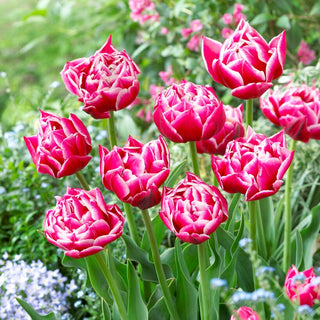 Tulpe - Columbus - Tulipa - Blüte voller Energie und Leidenschaft - 5 Blumenzwiebeln