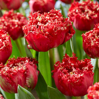 Tulpe - Qatar - Tulipa - Hervorragende Wahl für Schnittblumen - 5 Blumenzwiebeln