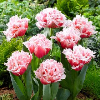 Tulpe - Queensland - Tulipa - Ideale Wahl für Beete und Töpfe - 5 Blumenzwiebeln