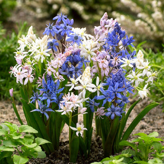 Zweiblättriger Blaustern - Farbmischung - Scilla - Blüht schon im März, belebt den Garten - 10 Blumenzwiebeln