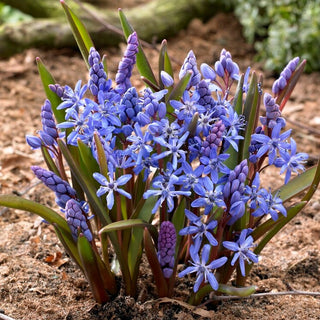 Zweiblättriger Blaustern - Blau - Scilla - Bildet einen eindrucksvollen dichten Teppich - 10 Blumenzwiebeln