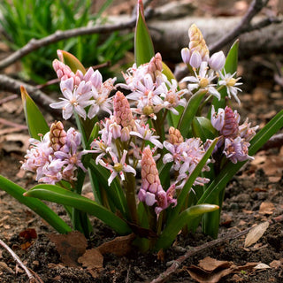 Zweiblättriger Blaustern - Rosa - Scilla - Seltene Sorte in Rosa - 10 Blumenzwiebeln