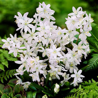 Mischtschenko-Blaustern - Tubergeniana - Scilla - Blüht bereits im März, kündigt den Frühling an - 5 Blumenzwiebeln