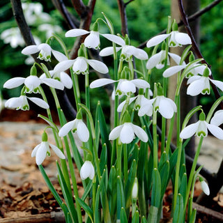 Schneeglöckchen - Sam Arnott - Galanthus - Schneeweiße Eleganz mit Honignote