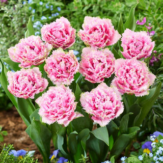 Tulpe - Cairns - Tulipa - Blüten so bezaubernd wie süßes Baiser - 5 Blumenzwiebeln