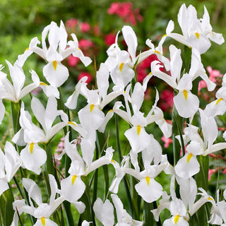 Holländische Iris - Alaska - Iris - Leichtigkeit und Eleganz in Weiß - 10 Blumenzwiebeln
