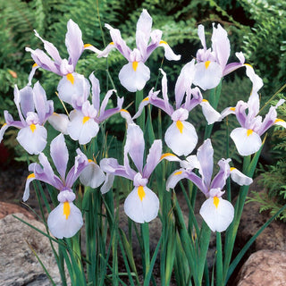 Holländische Iris - Carmen - Iris - Moderne subtile Eleganz - 10 Blumenzwiebeln