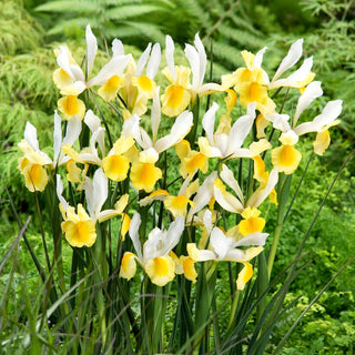 Holländische Iris - Montecito - Iris - Geeignet für die Kultivierung in Töpfen - 10 Blumenzwiebeln