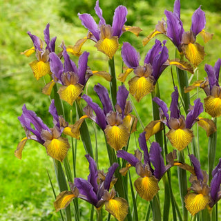 Holländische Iris - Picasso - Iris - Bunte Blüten von außergewöhnlichem Reiz - 10 Blumenzwiebeln
