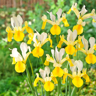 Holländische Iris - Symphony - Iris - Zarter pastellfarbener Blütenton - 10 Blumenzwiebeln