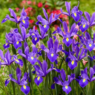 Holländische Iris - Valentine - Iris - Bildet schlanke kompakte Horste - 10 Blumenzwiebeln