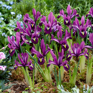 Netzblatt-Iris - Rejoice - Iris - Violette Blüten, Frühlingsakzent - 10 Blumenzwiebeln